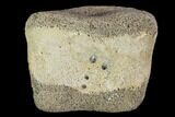 Hadrosaur Foot Bone - Alberta (Disposition #-) #100431-1